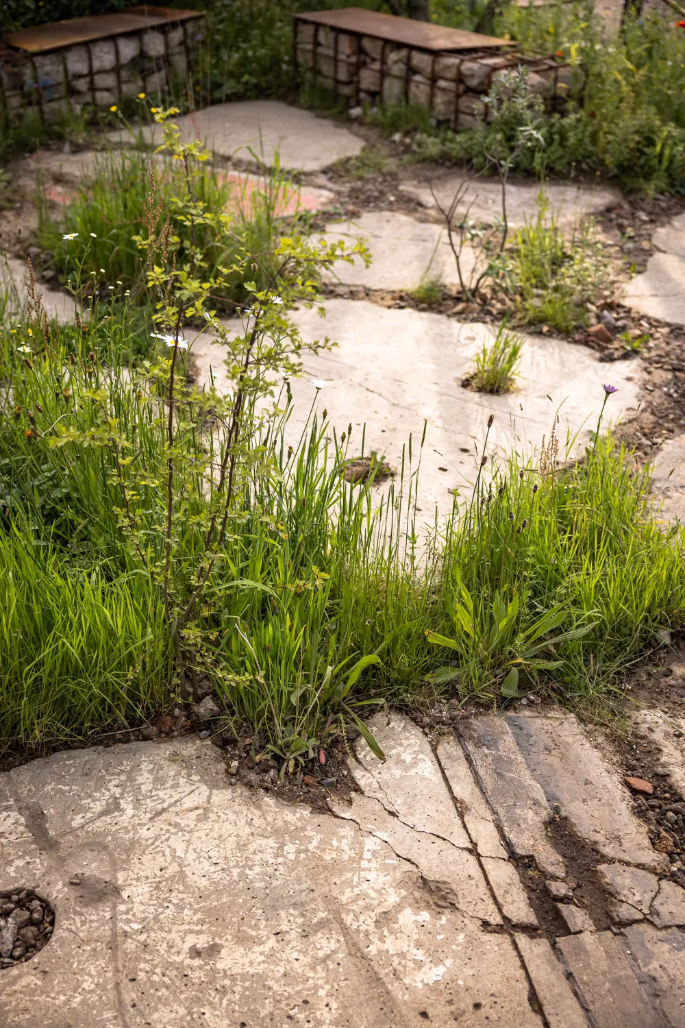 A rocky surface covered with lush green grass and plants, surrounded by old stone structures in the background.