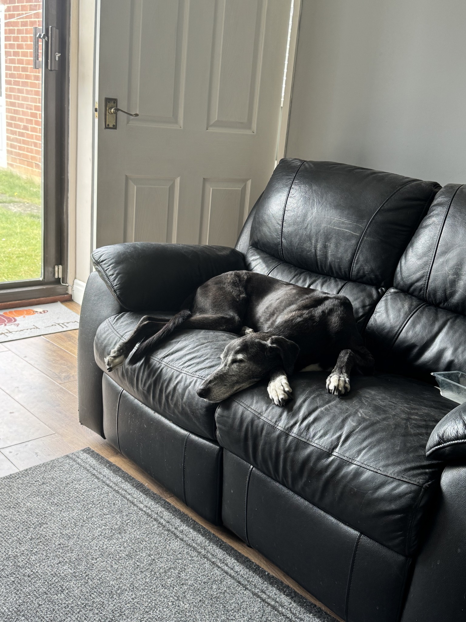 Card image of a black and white greyhound sleeping on a black sofa