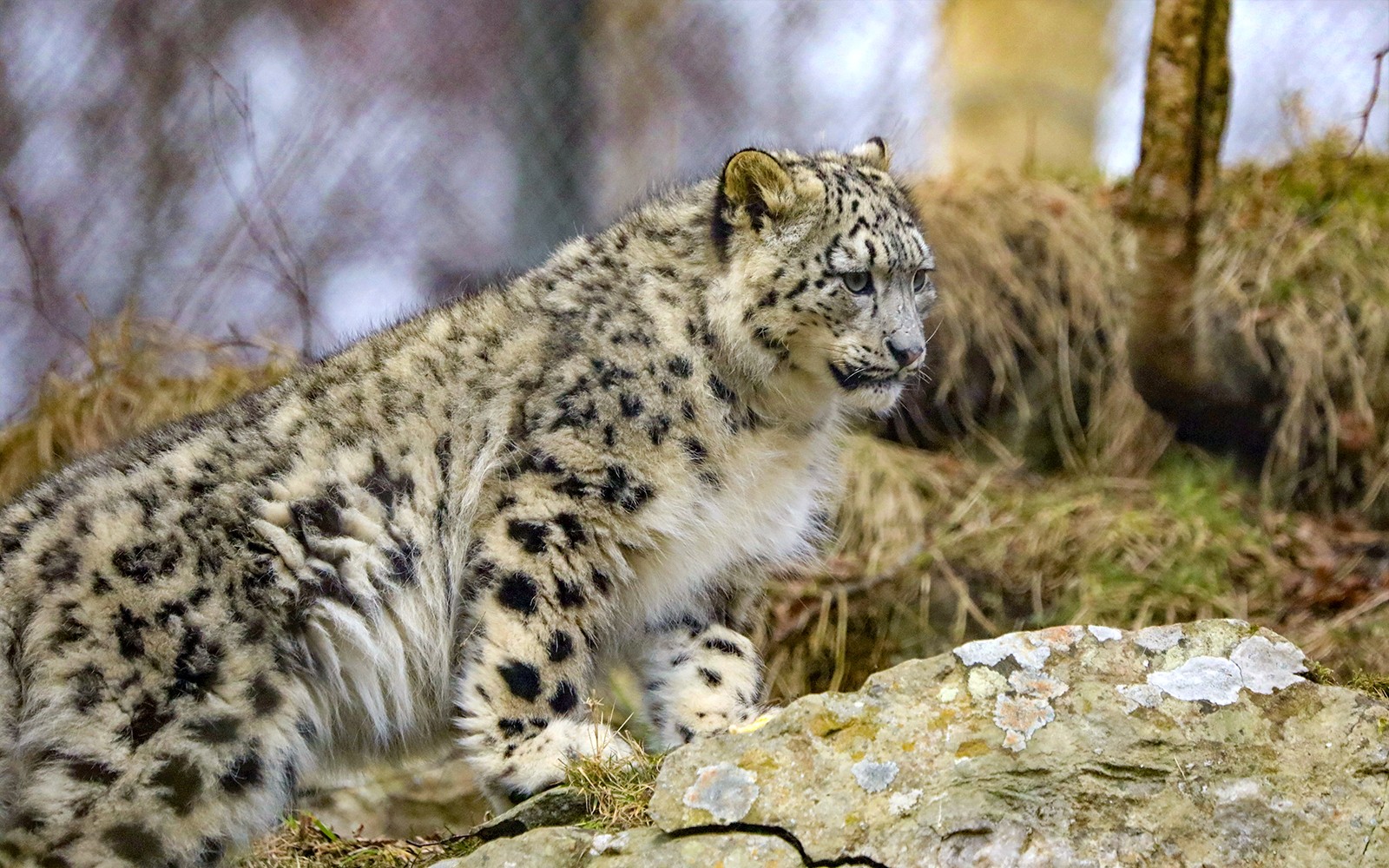 Snow leopard resting on a rock inside Highland Wildlife Park, Scotland.