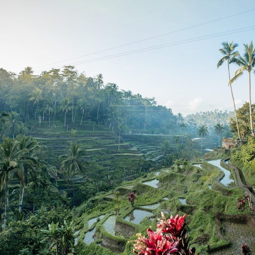 欣賞特卡拉朗的茂盛綠色稻田，非常適合拍攝Instagram風格的照片。