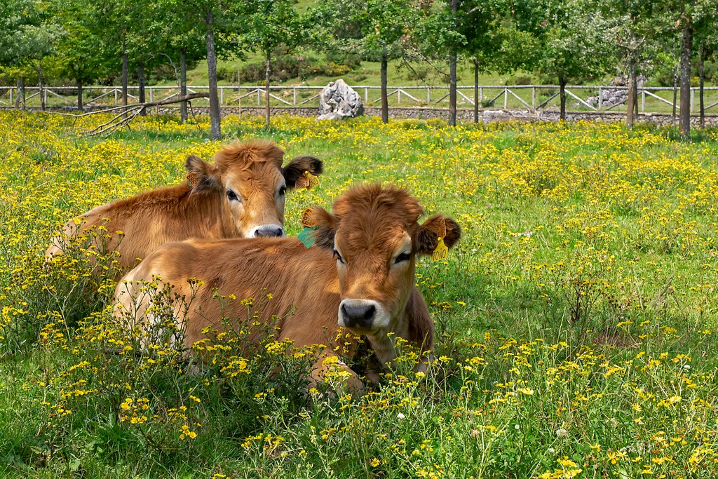 razas de ganado vacuno