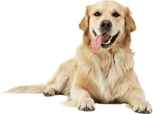 Happy Golden Retriever with silky coat after expert care from pet groomers in Dubai.