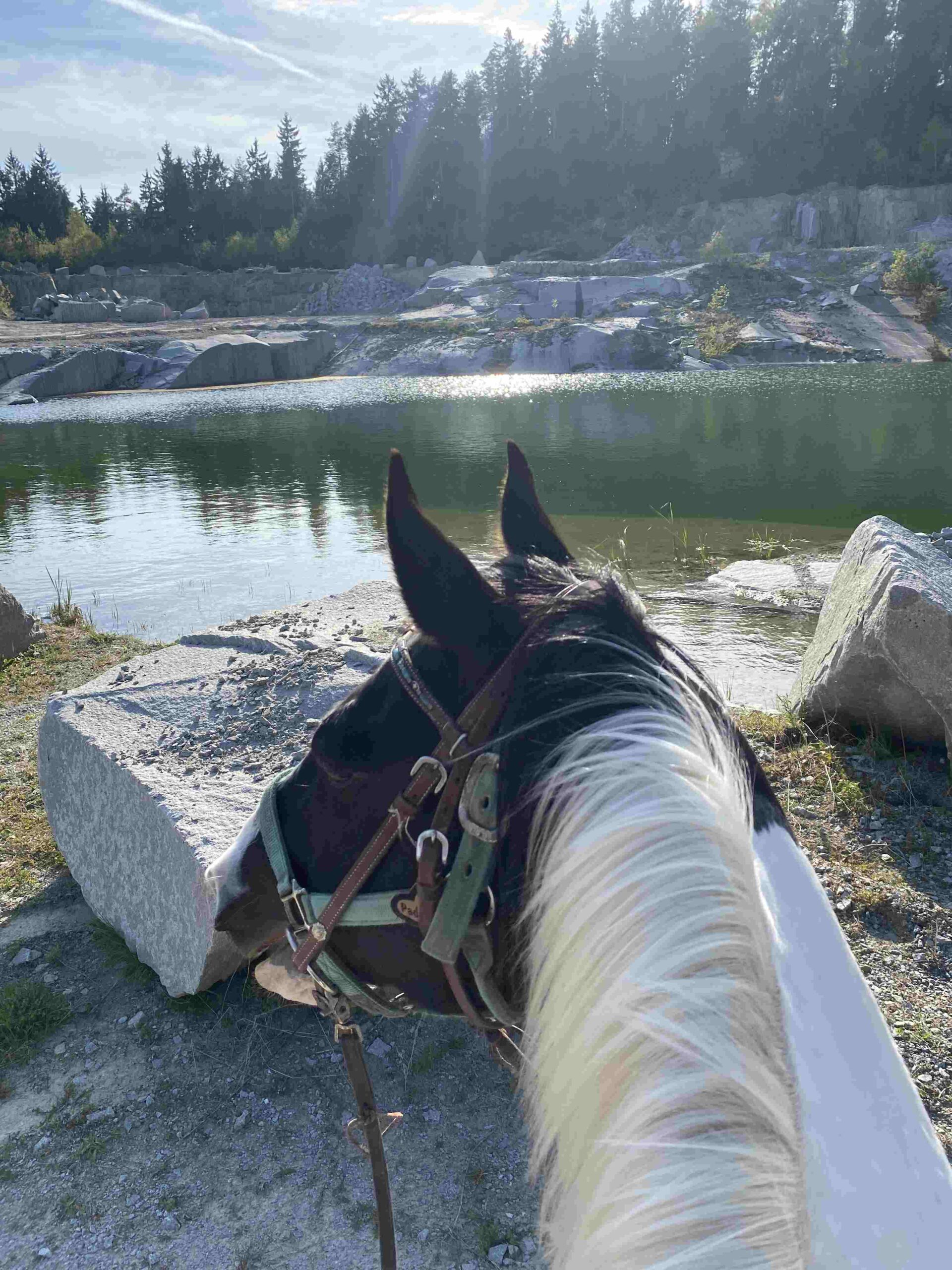Pferde mit Reiter auf einem Feldweg