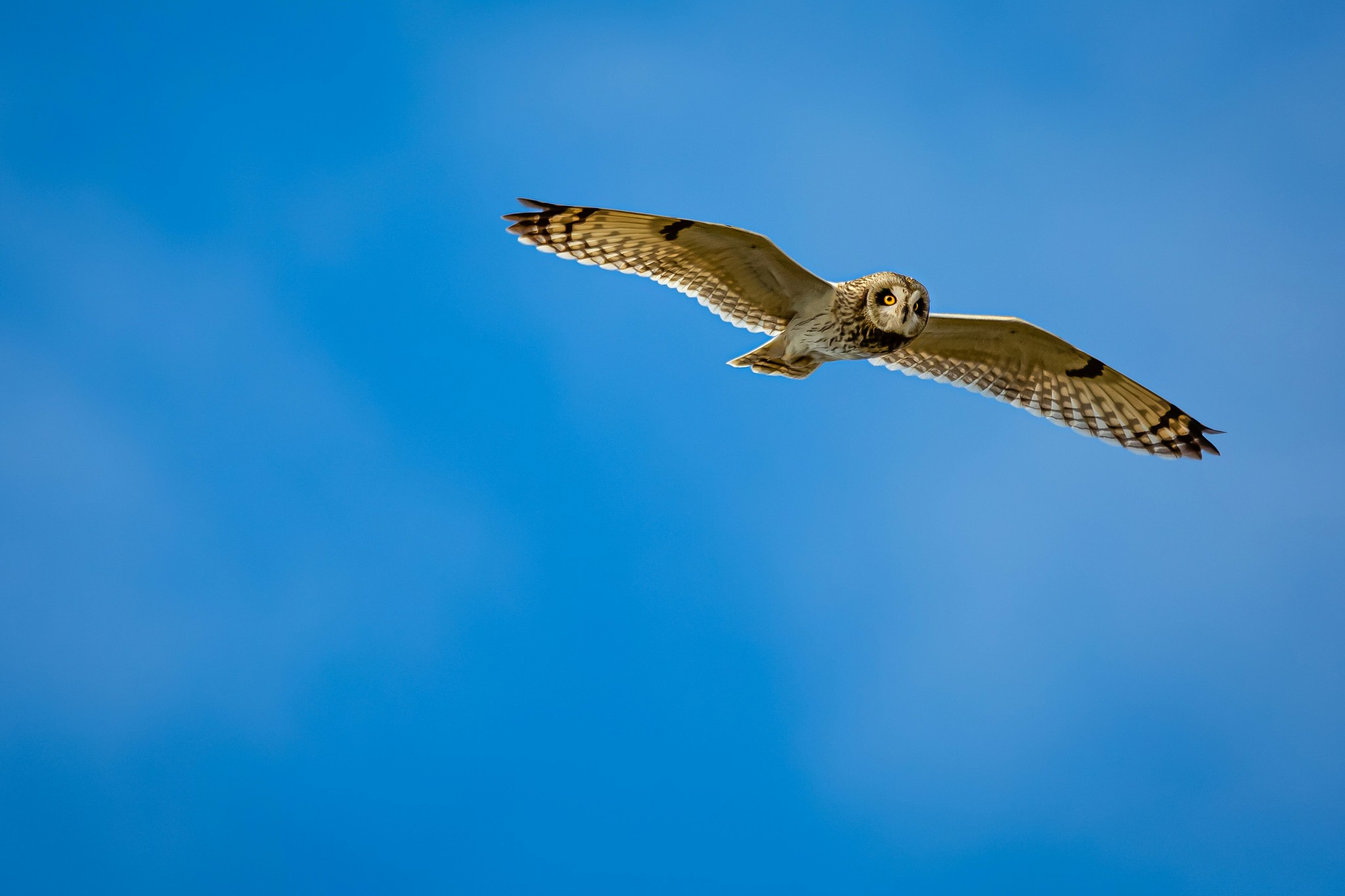 Owl flying over blue sky