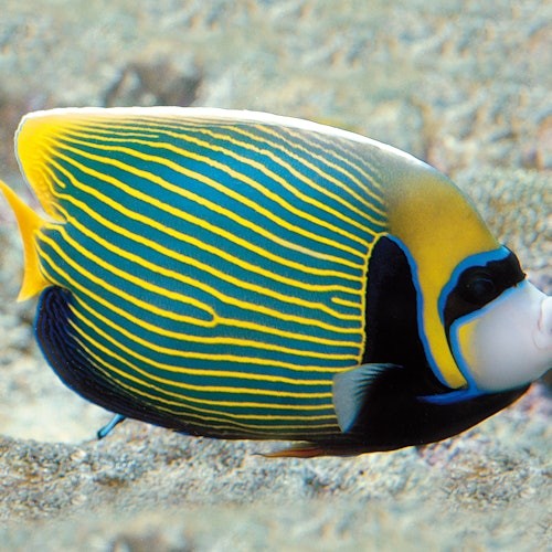 砂の海底を泳ぐ青と黄色のストライプと黄色い先端のヒレを持つ鮮やかな色のエンゼルフィッシュ。