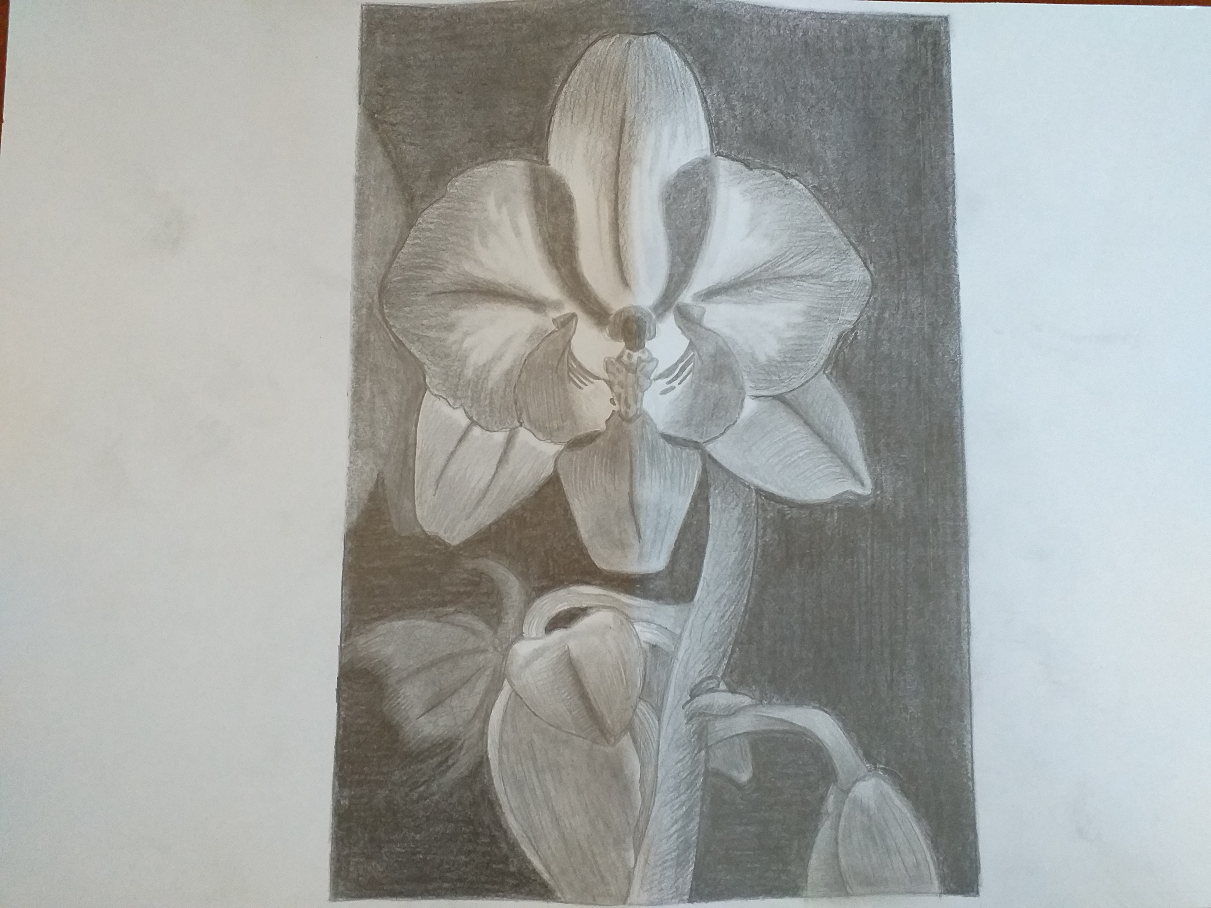Flower Drawing