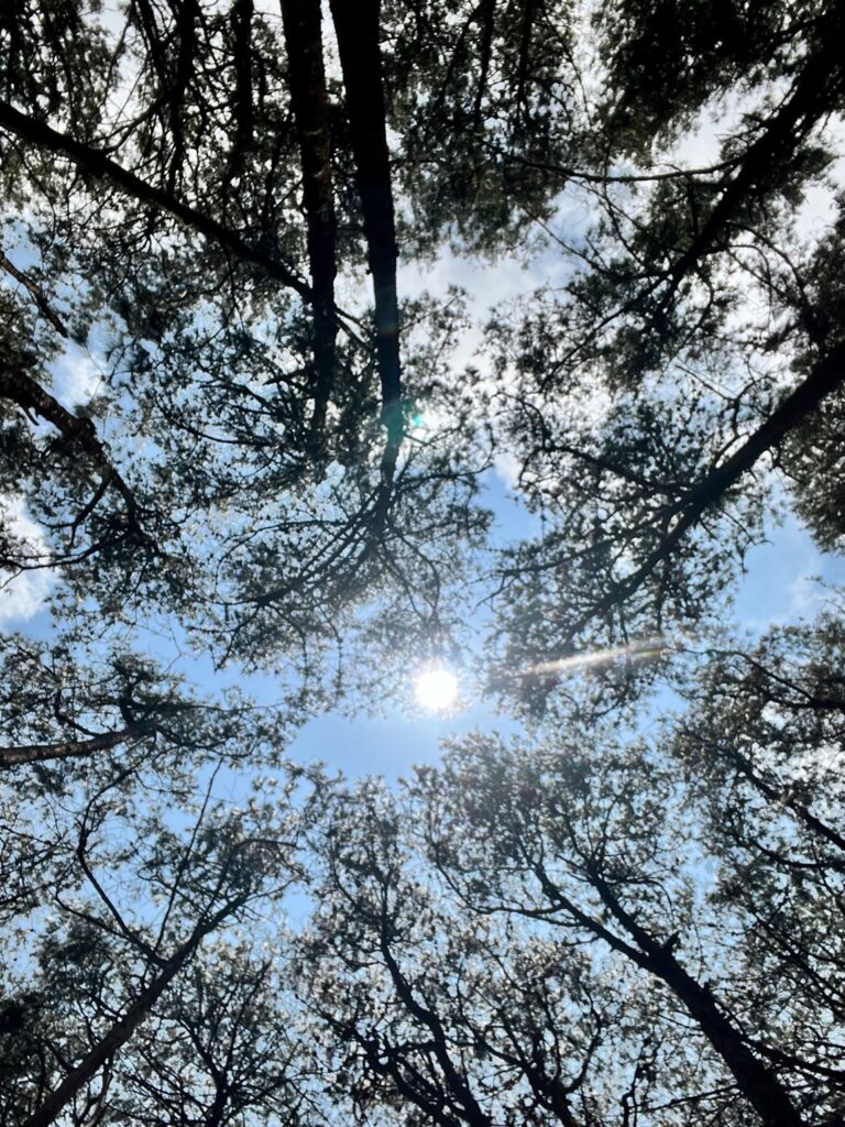 The canopy formed by the trees in the Pine forest, Kodaikanal