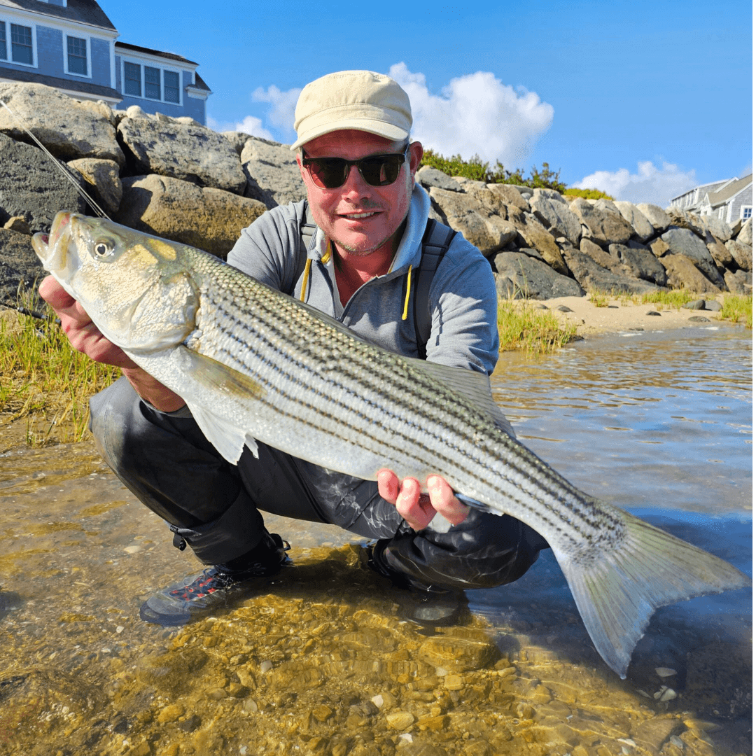 Cape Cod, stripers, striped bass