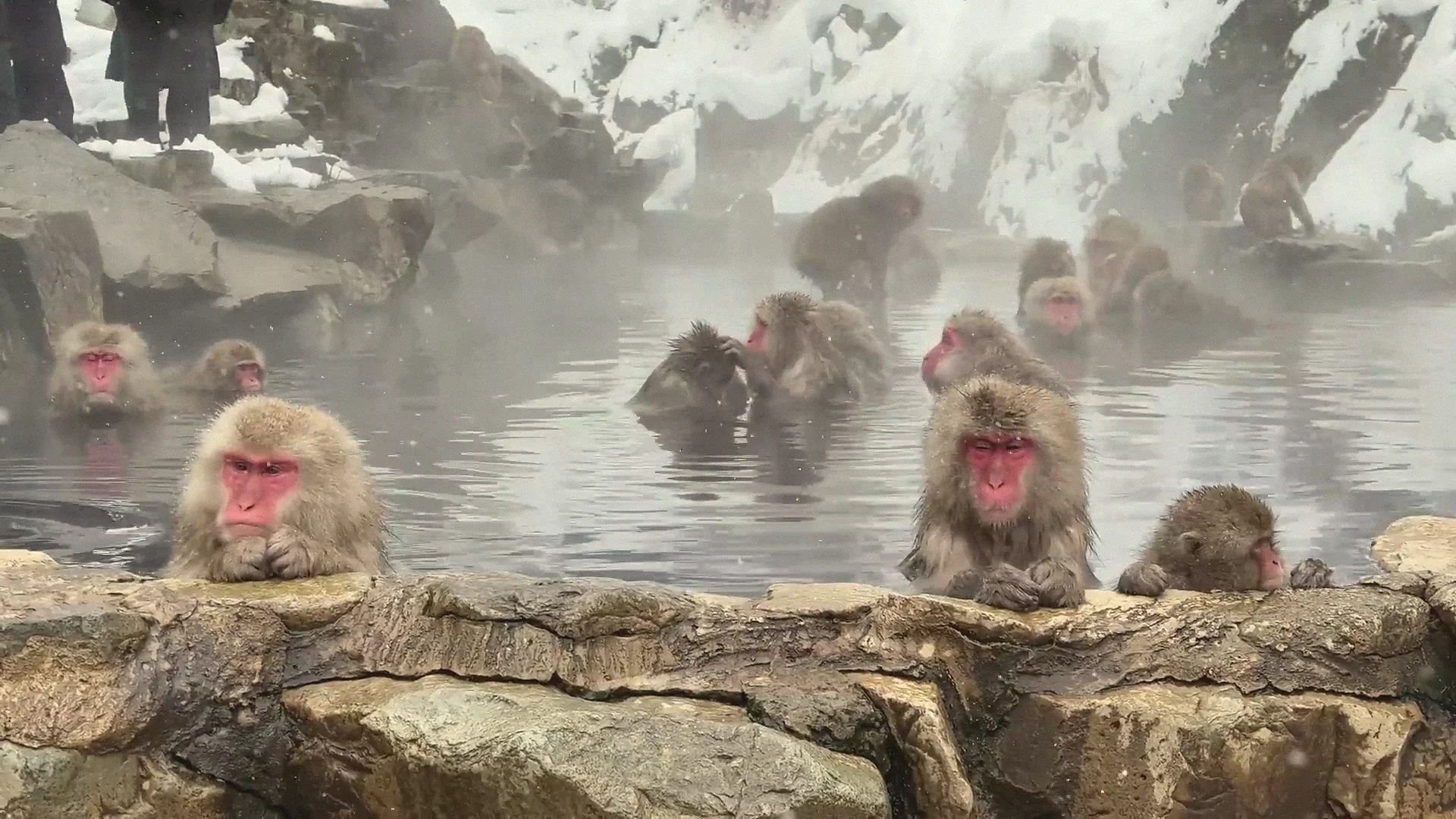 Snow monkeys soak in the steaming Jigokudani hot spring as snow falls, two resting chin-on-rock at the pool's edge.