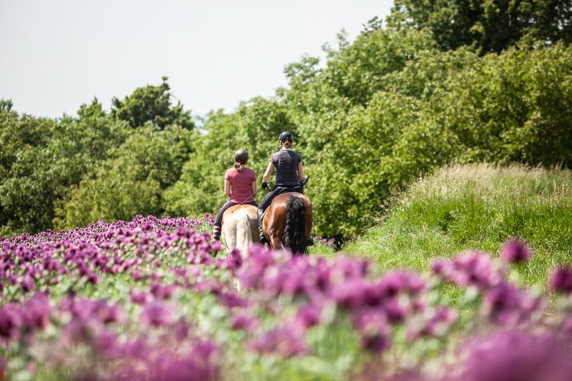 Pferde in Wanderreitausrüstung grasen auf einer Wiese neben ihren Reitern im Hochland. Im Hintergrund ein weiter Ausblick und Windmühlen.