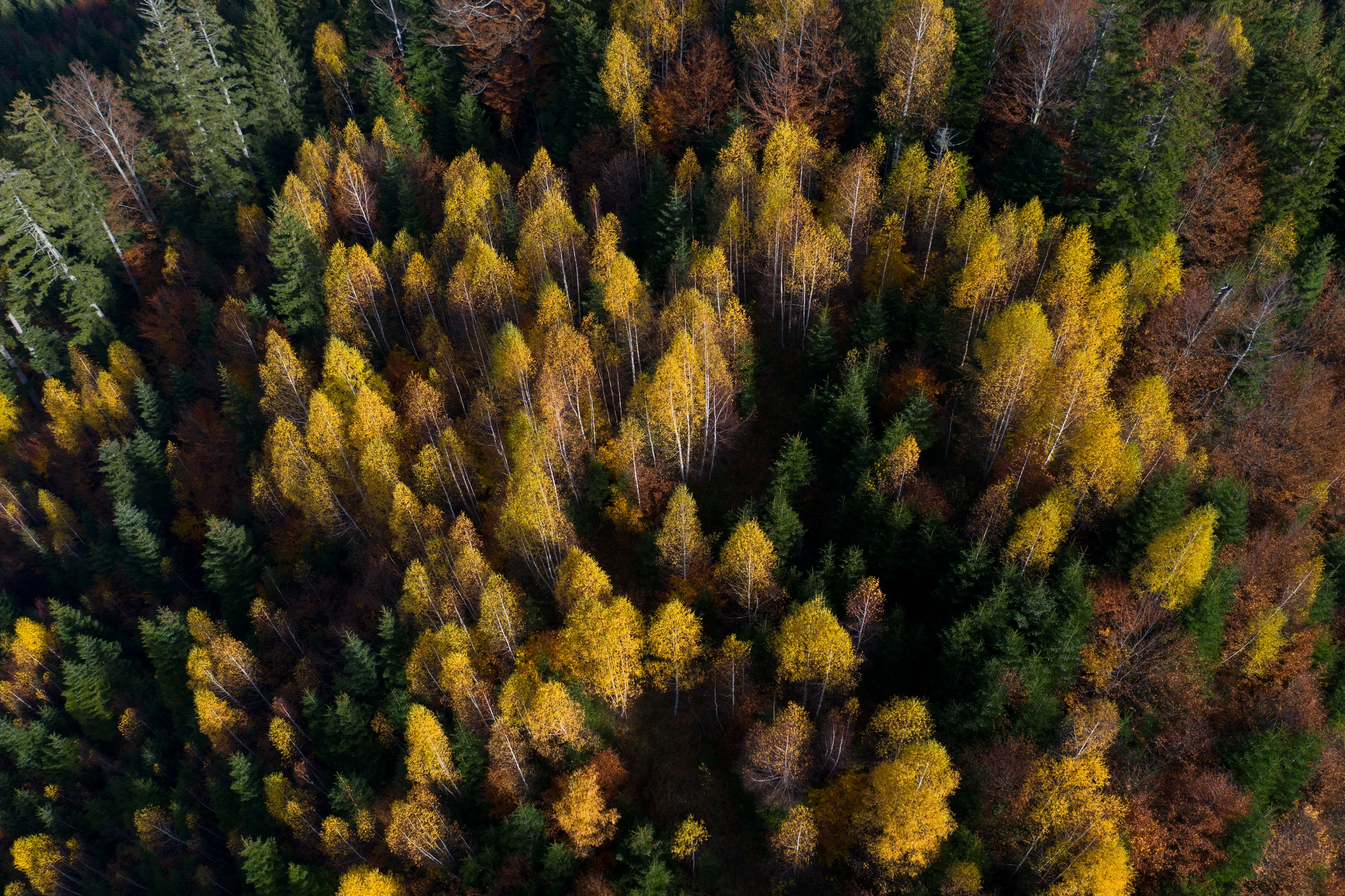 Aerial view of a forest with a mix of green and yellow trees, showcasing autumn colors and foliage.