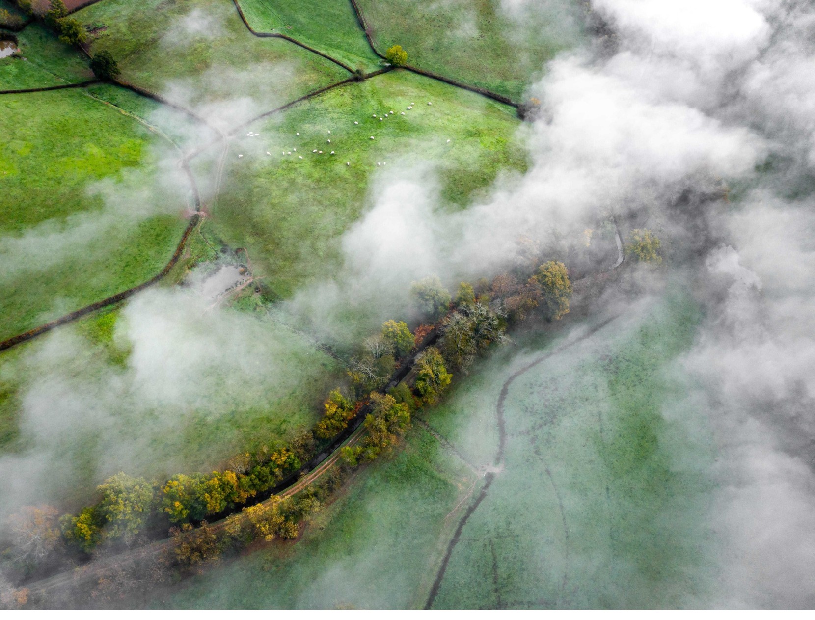 Aerial view of misty green forest