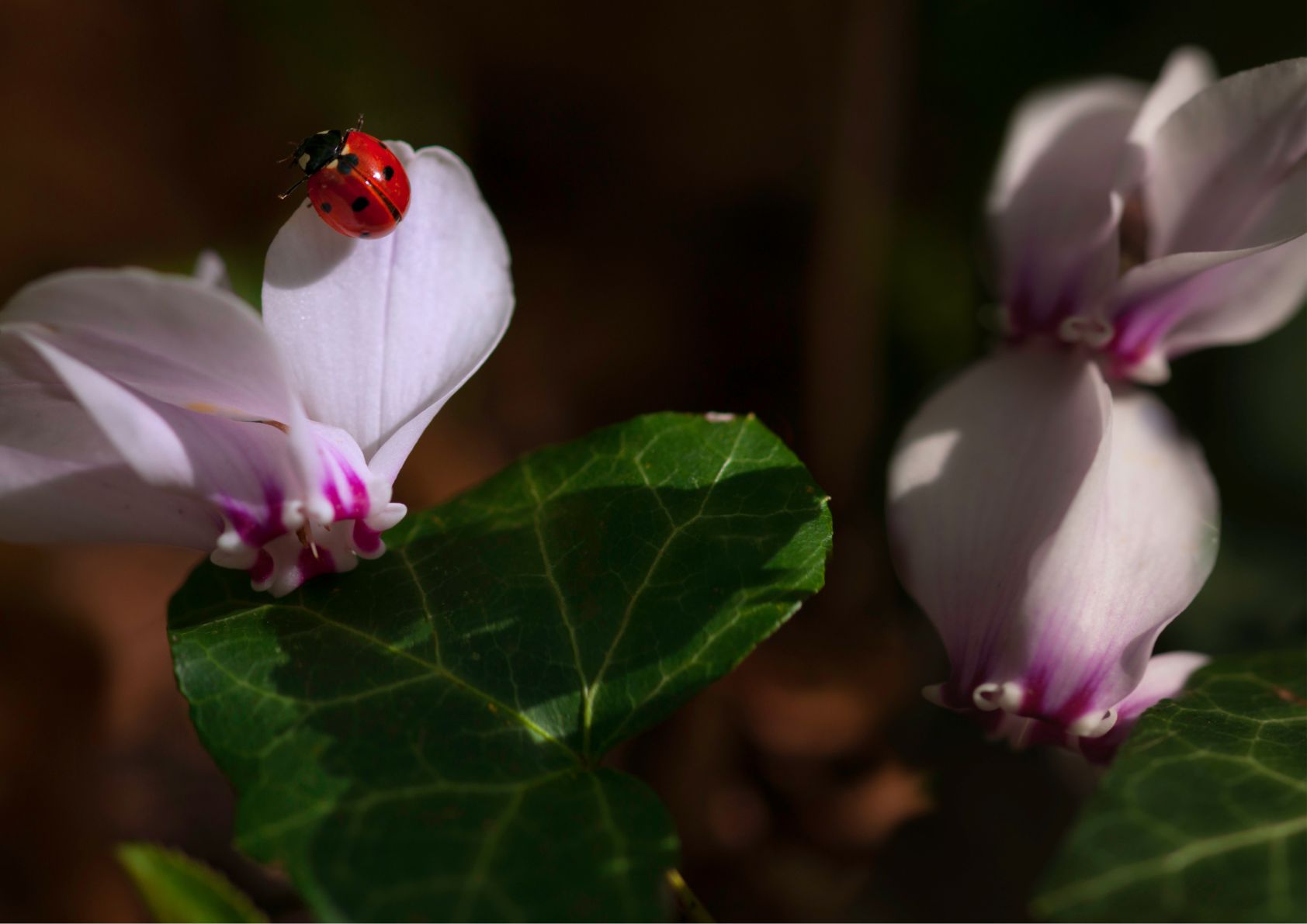 Correct watering of cyclamen by immersion
