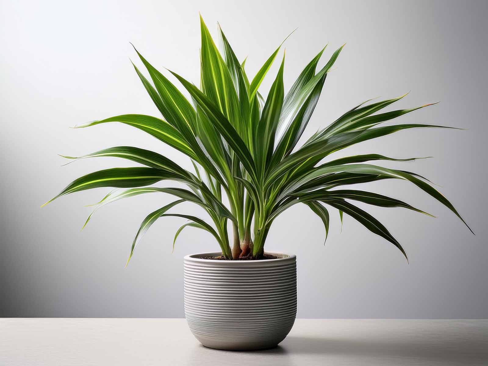 Dracaena Marginata tree with spiky, variegated leaves in a sleek St. Louis office, supplied by Tropical Decor.