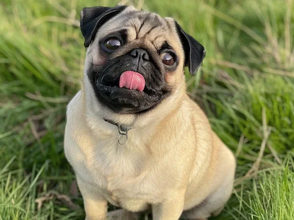 A Pug sitting on grass looking up at the camera