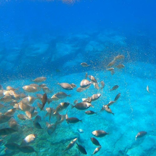 Una scuola di pesci nuota nell'acqua limpida e azzurra vicino al fondale oceanico.