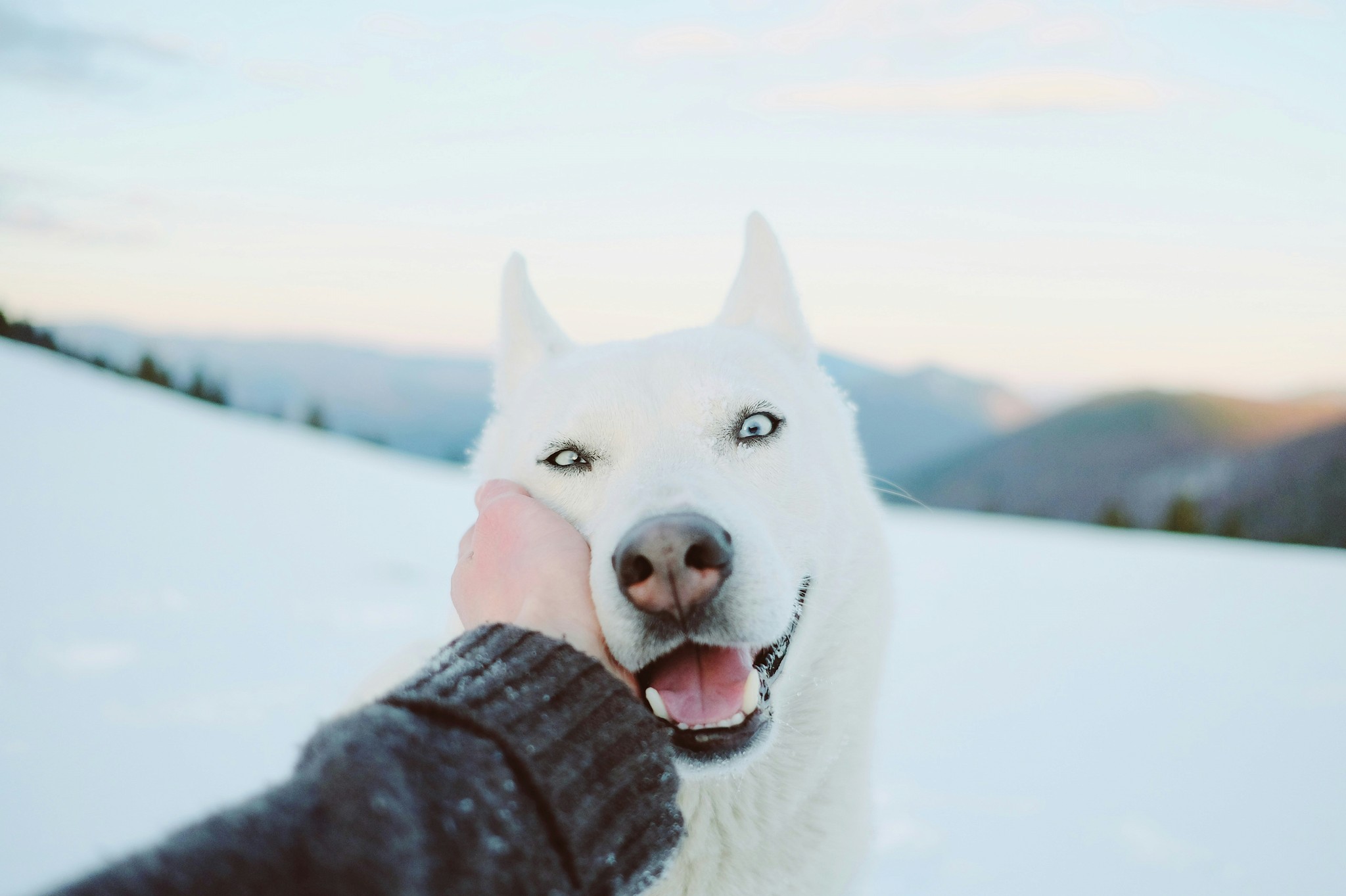 Furtribe-open-source-and-free-tools-for-pets