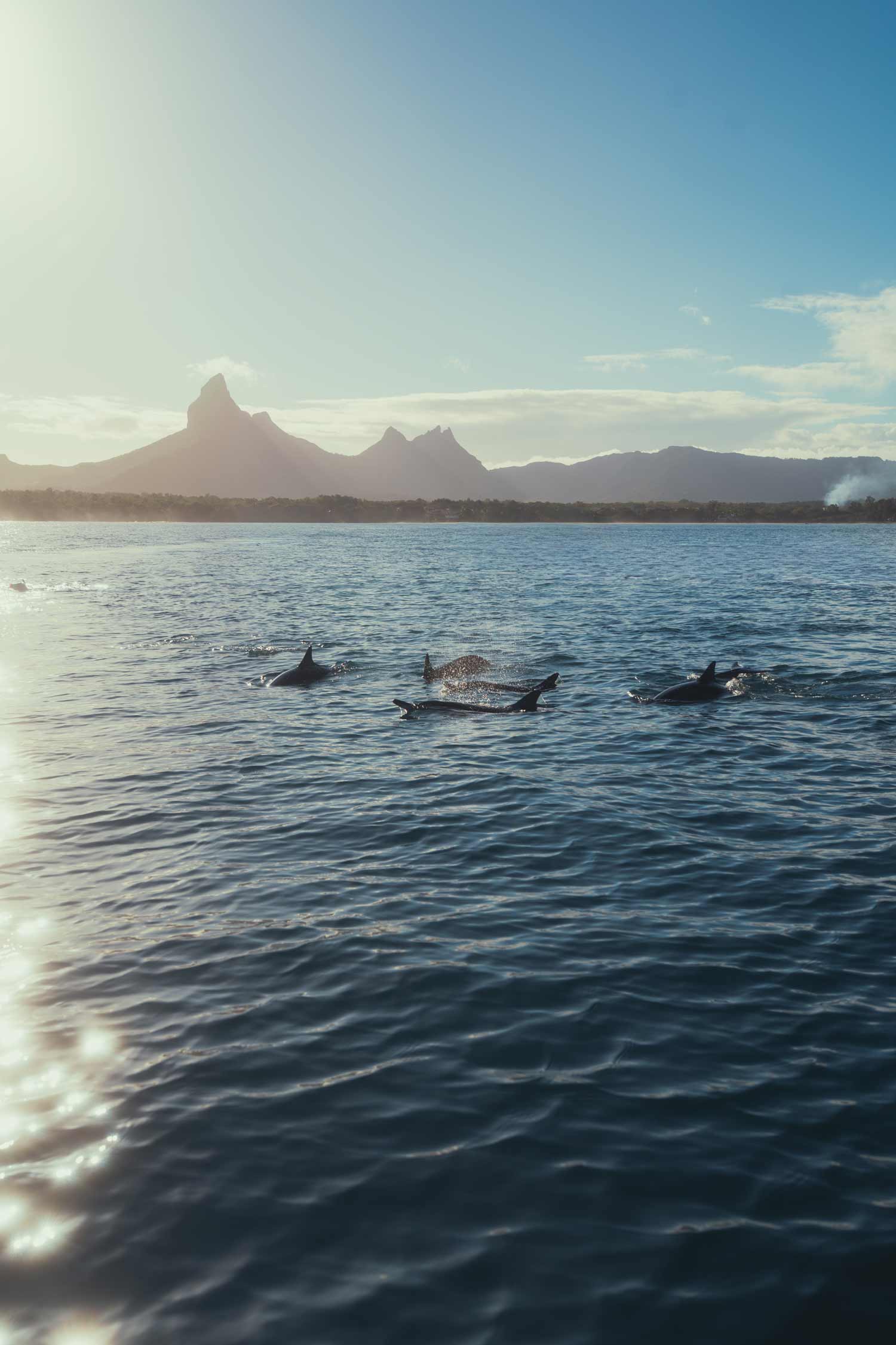 Dolphins swim at sunrise, capturing storytelling in filmproduction campaigns.