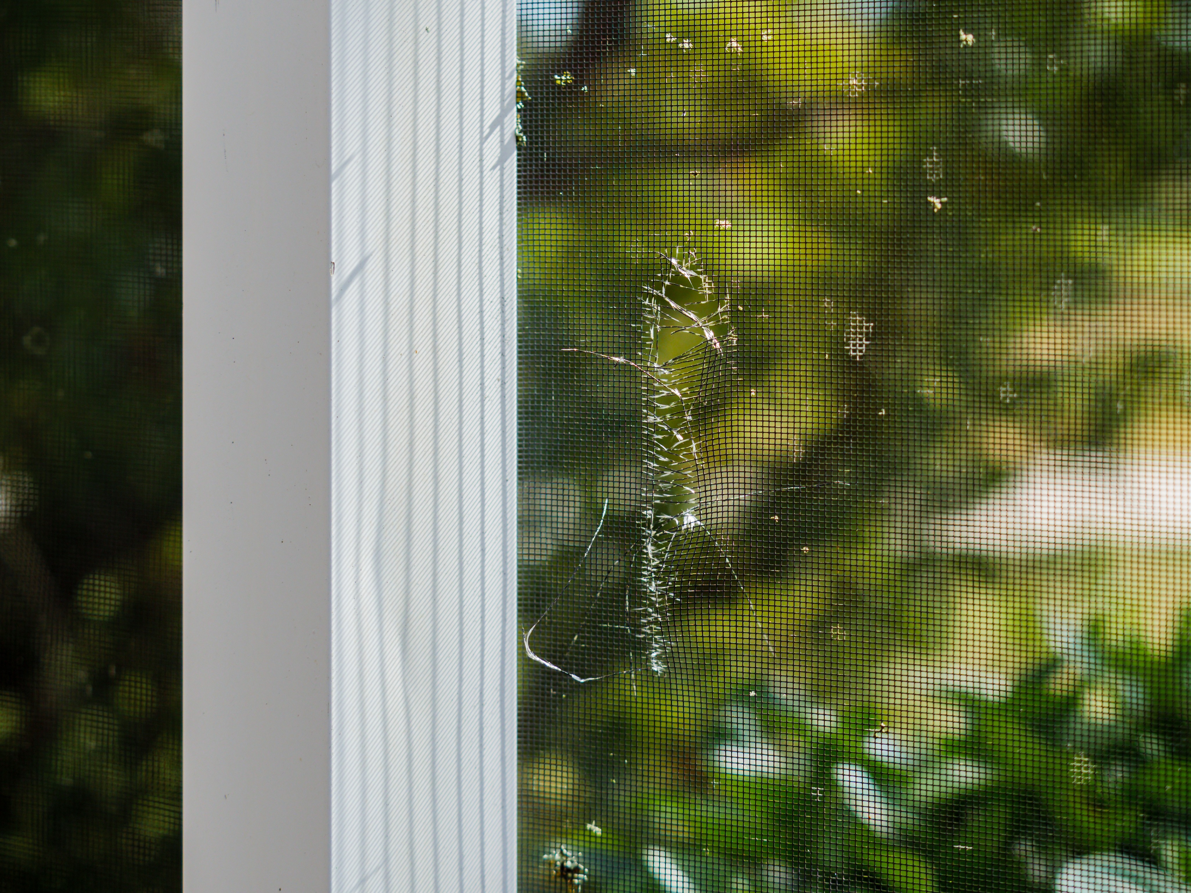 Close-up of a damaged lanai screen with a visible tear, showing the need for re-screening in a Tampa home.