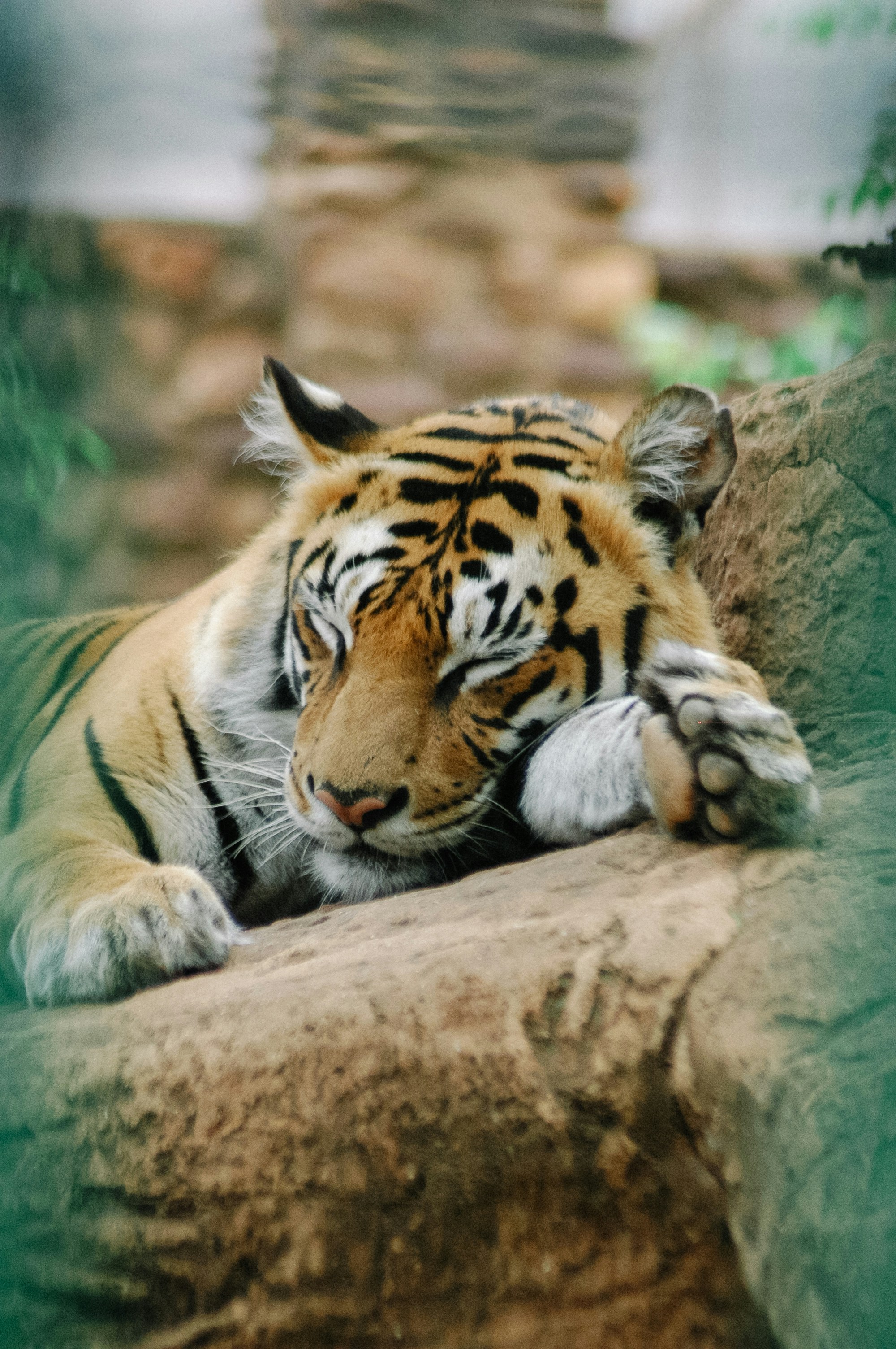 a tiger lying on a rock