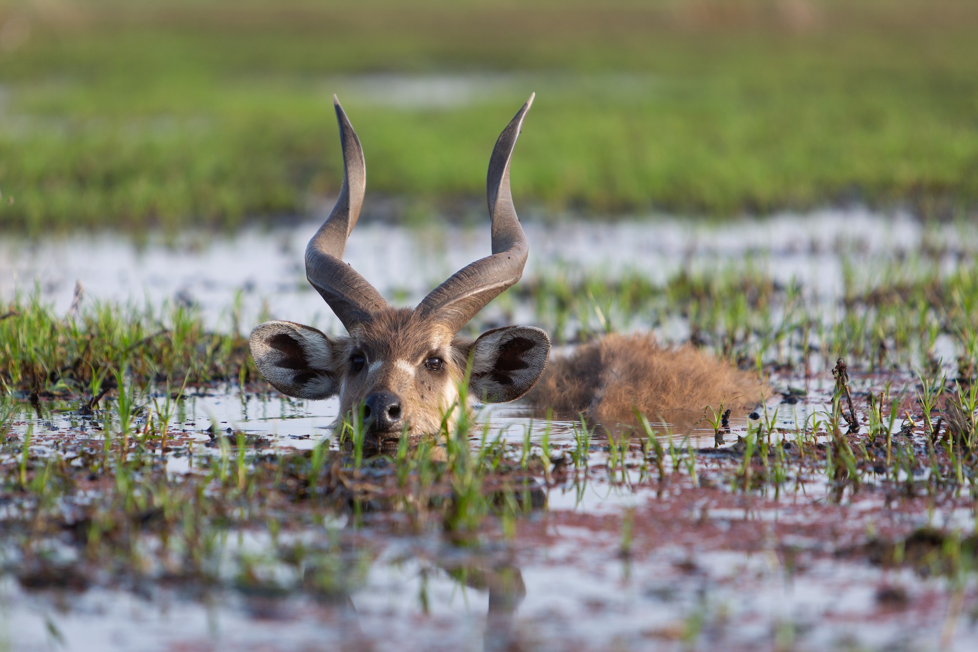 Okavango-deltaet