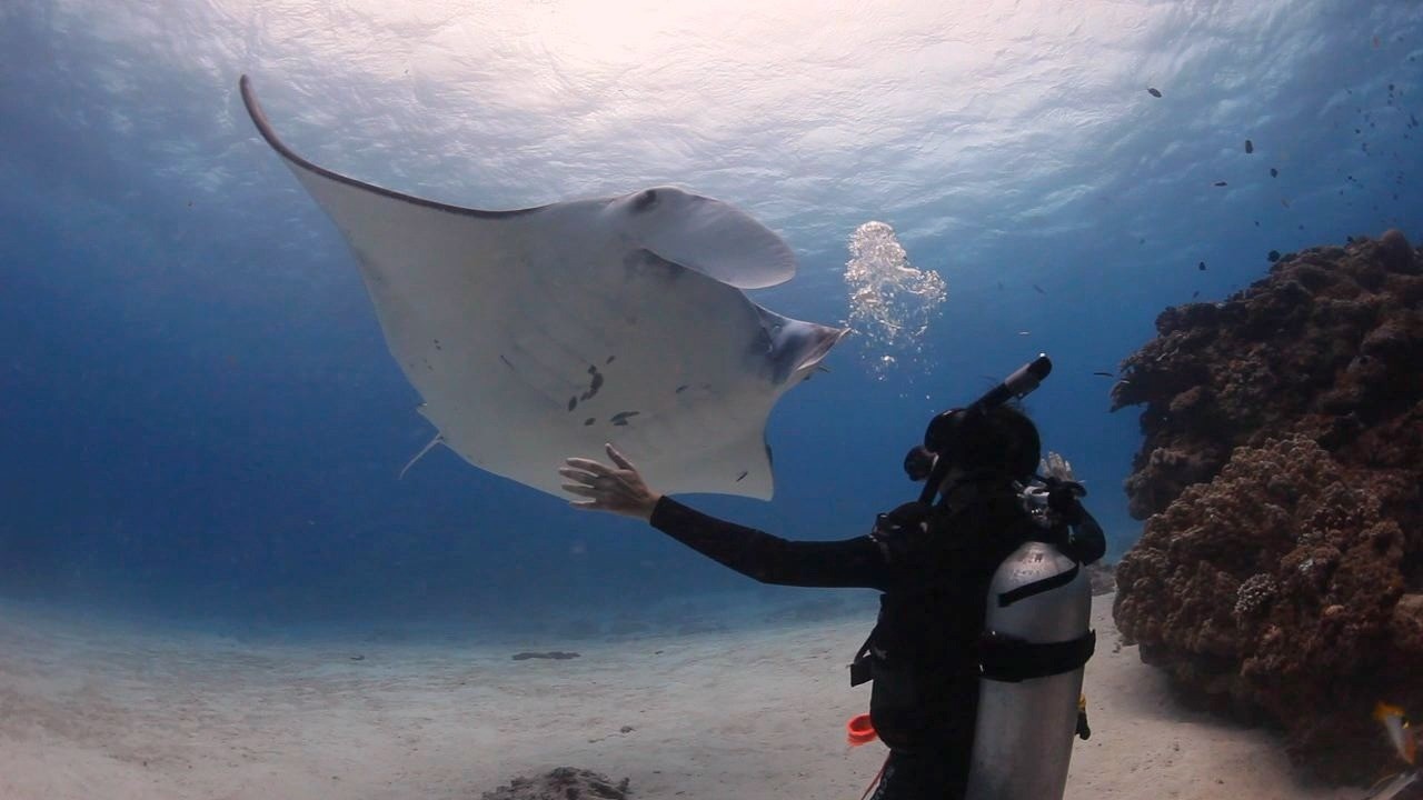 Manta Ray Dive