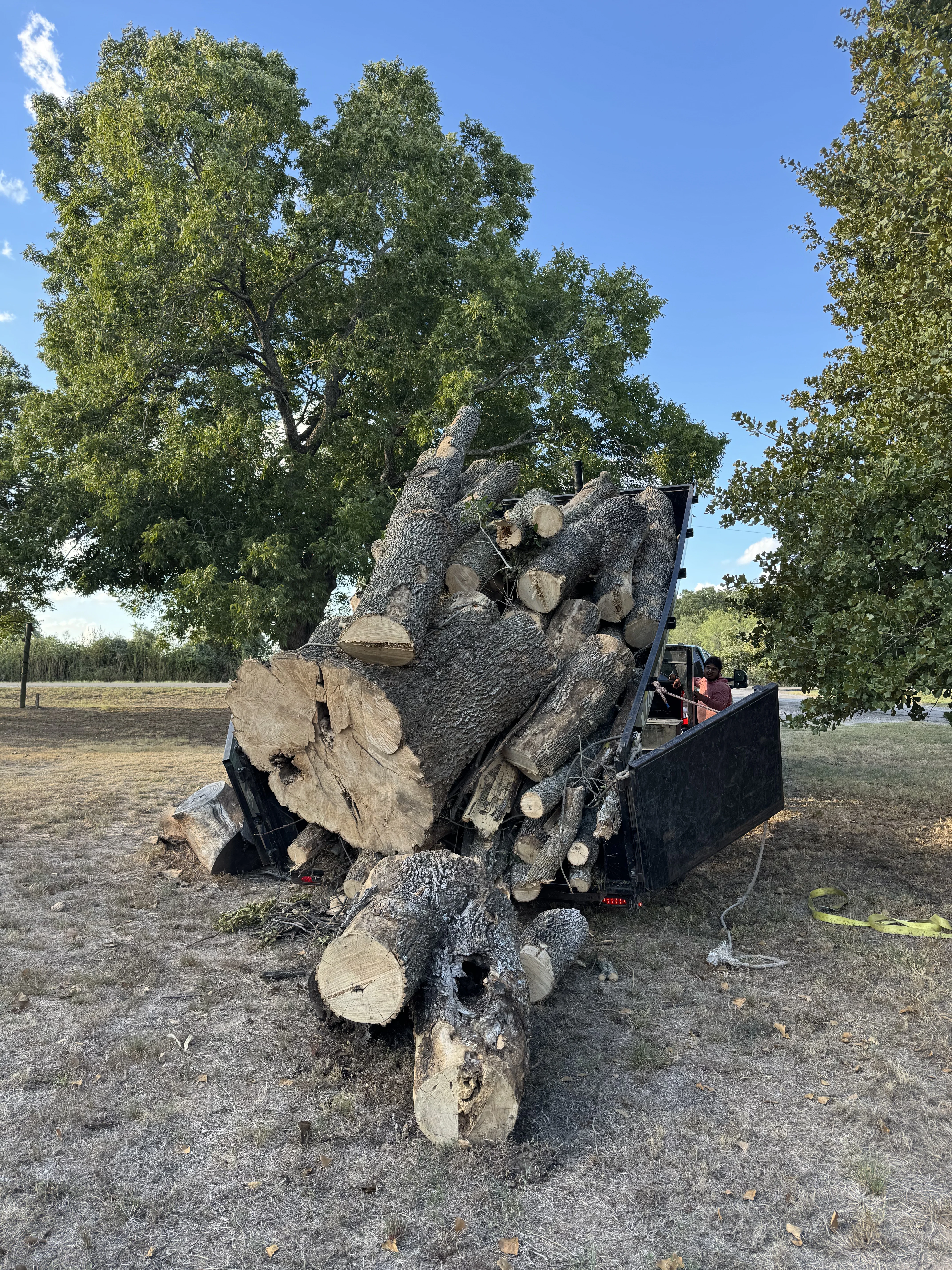A trailer completely full of tree trunk and logs