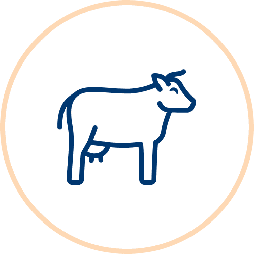 Ruminants