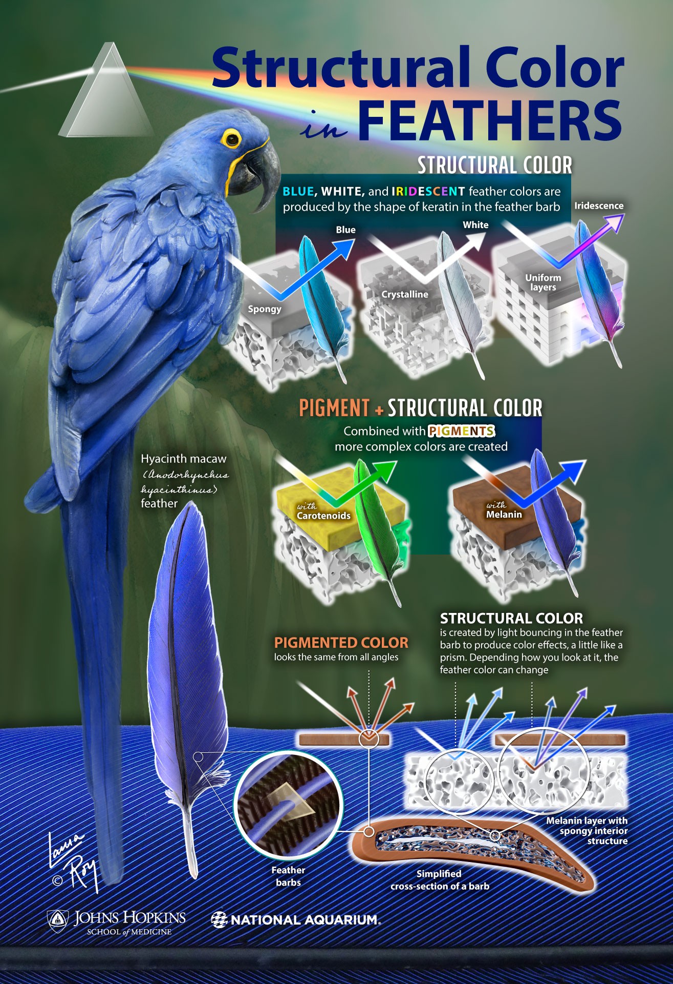 Structural Color in Feathers Poster