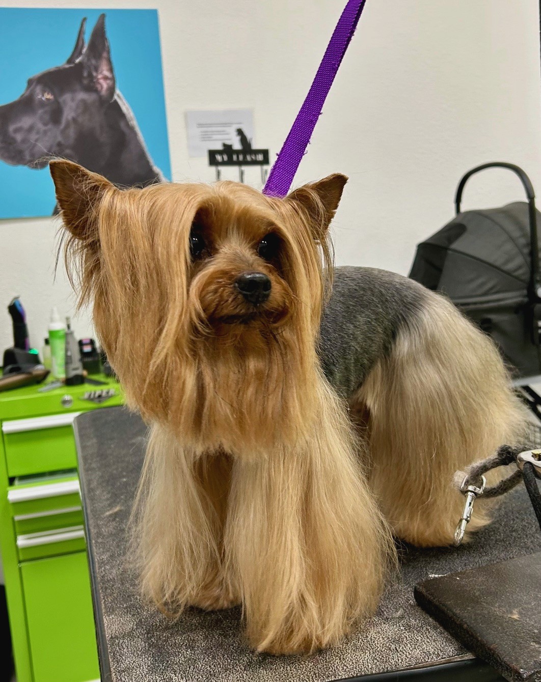 Freshly groomed dog
