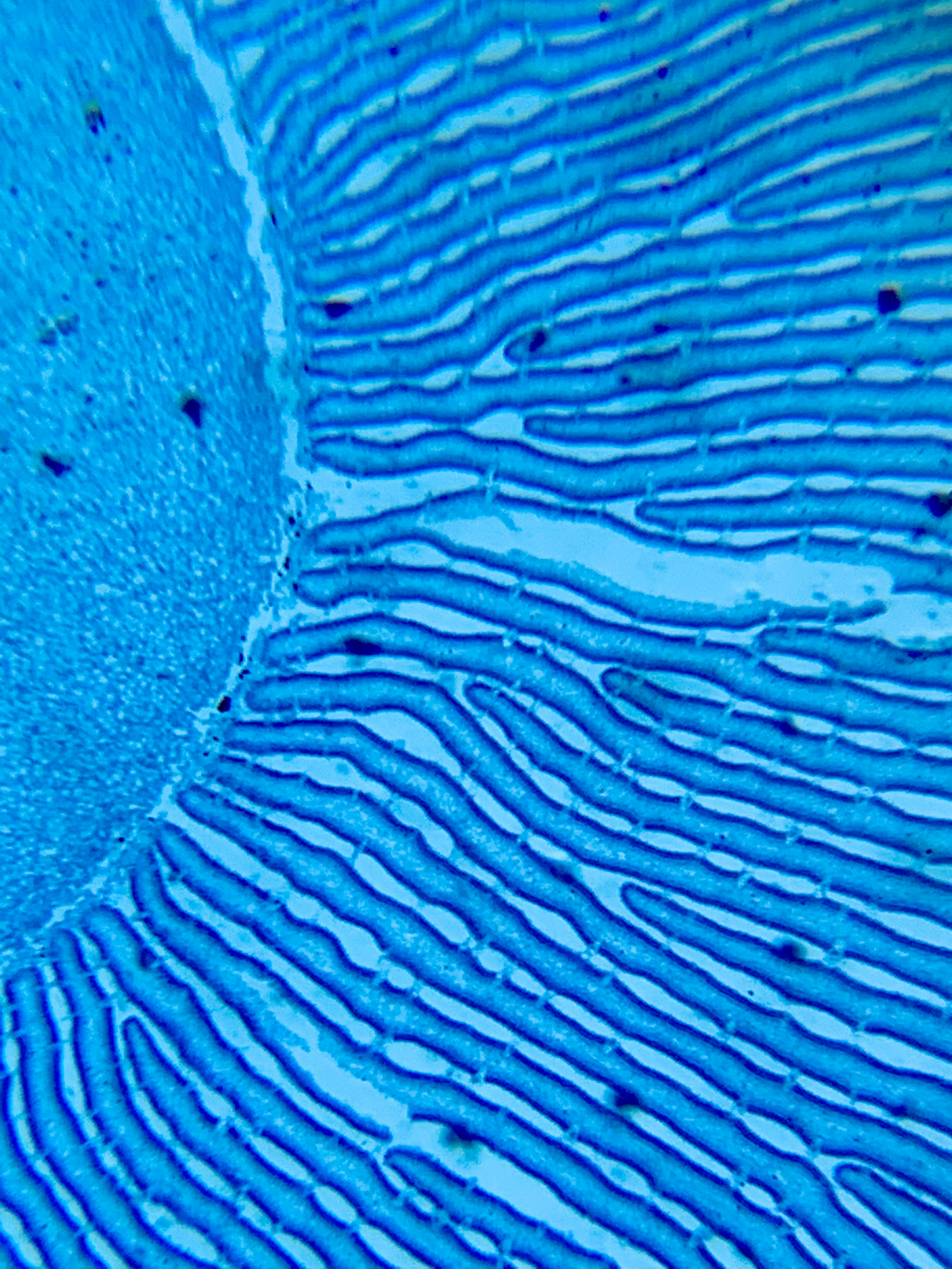 a close up view of a blue substance