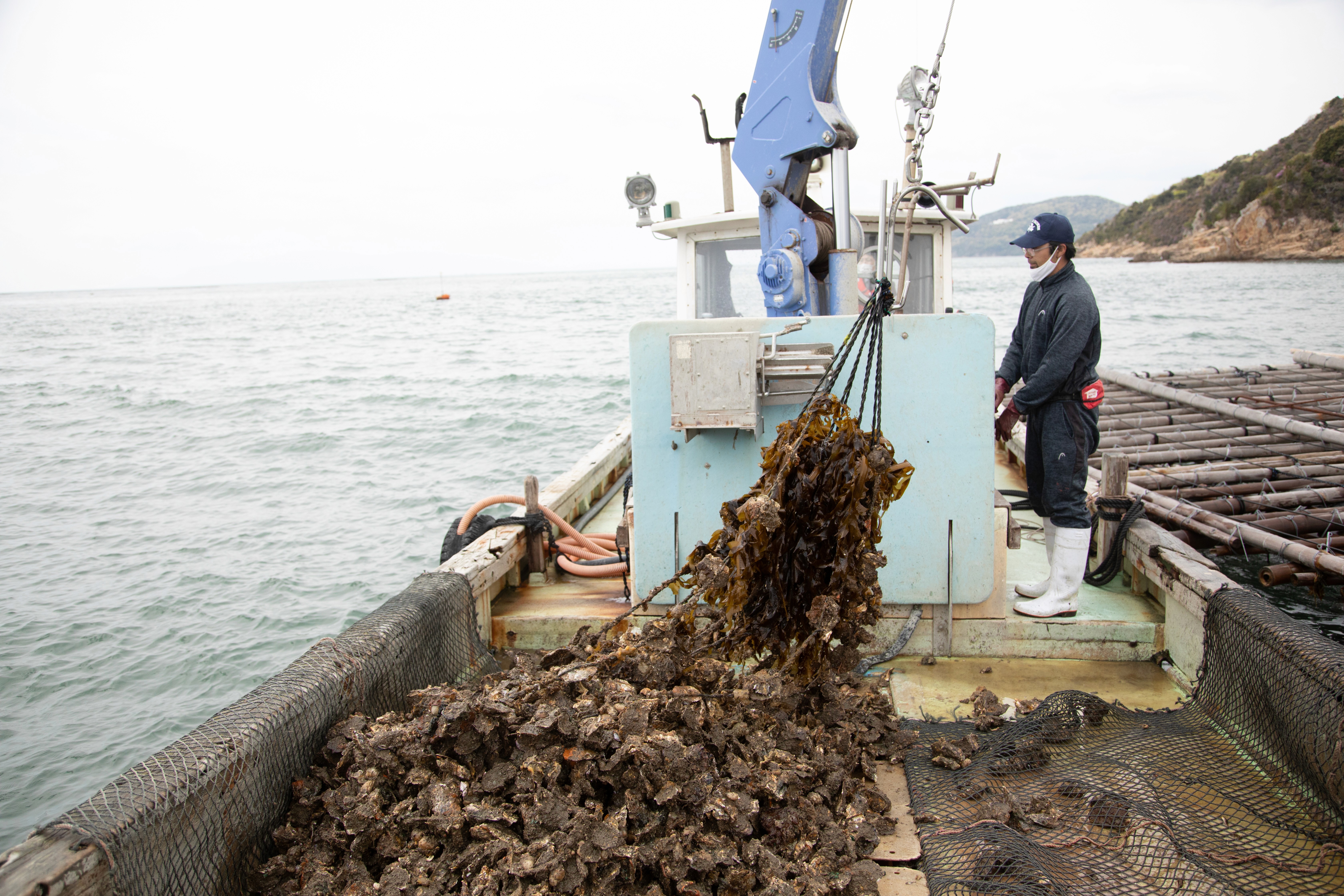 A man on a boat fishing for oysters in the sea, using a net to gather them from the water.