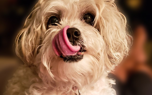 Dog licking its nose