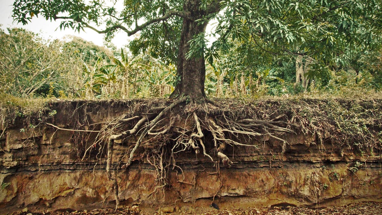 roots of a tree exposed in an anatomical fashion