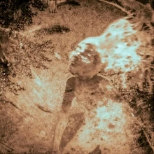 Langue de Chat ensemble