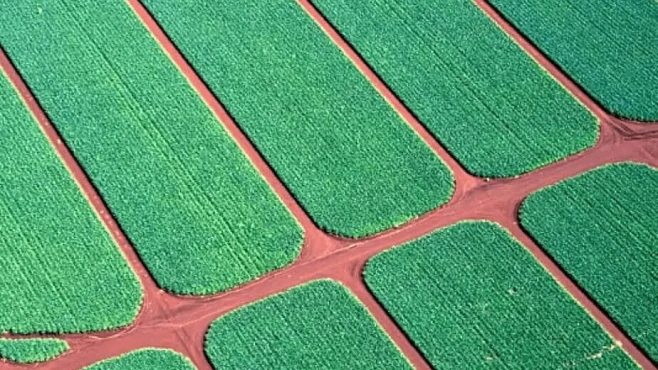 understand_what_precision_agriculture_is_and_how_its_practices_are_innovating_the_agricultural_sector