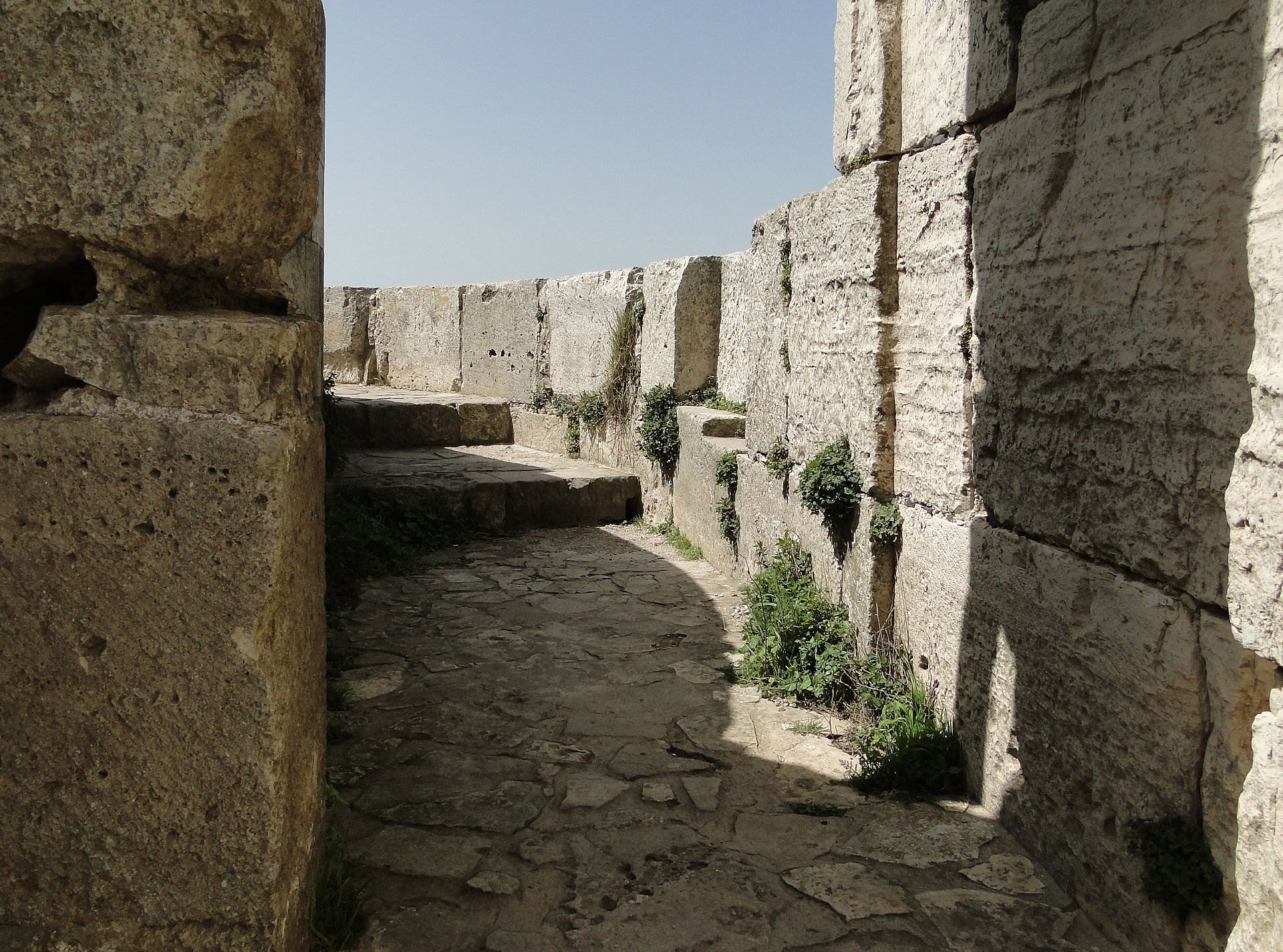 a tree with pink flowers in front of a store