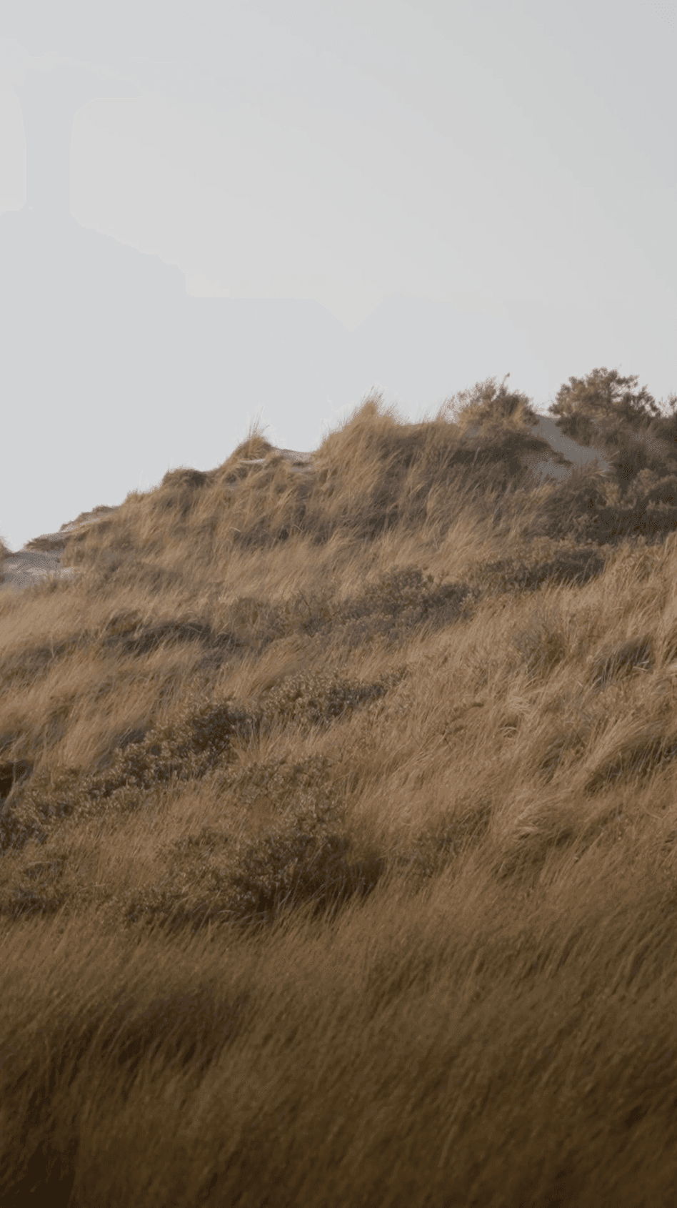 Dunes and beach near Burgh-Haamstede under a cloudy sky