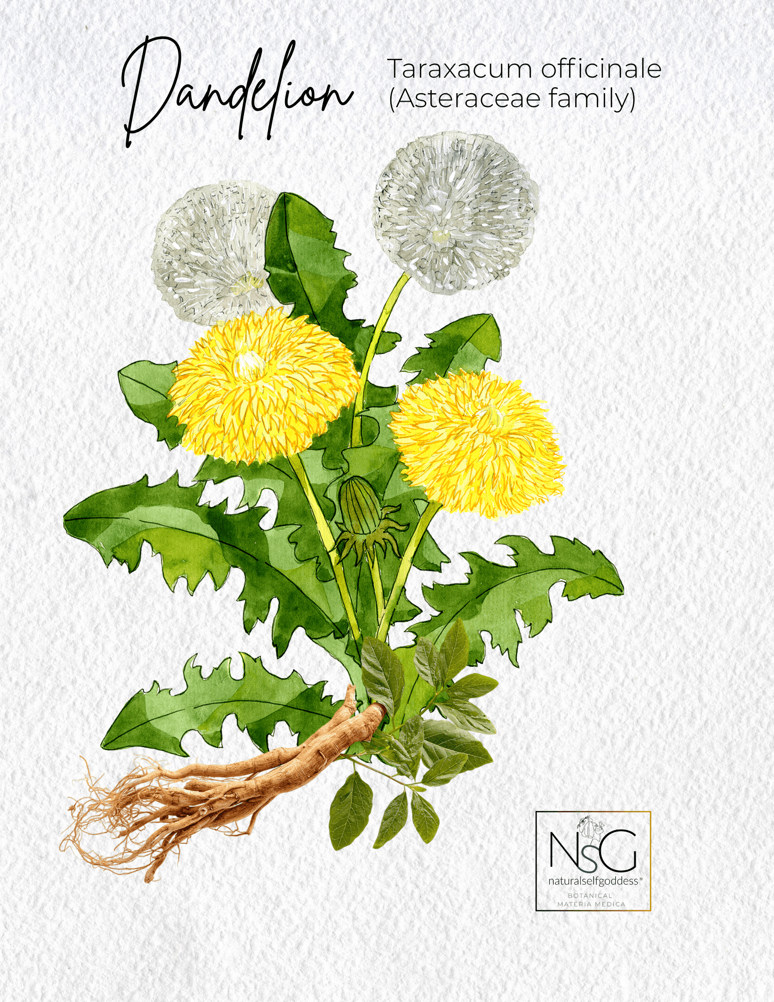 Dandelion Materia Medica