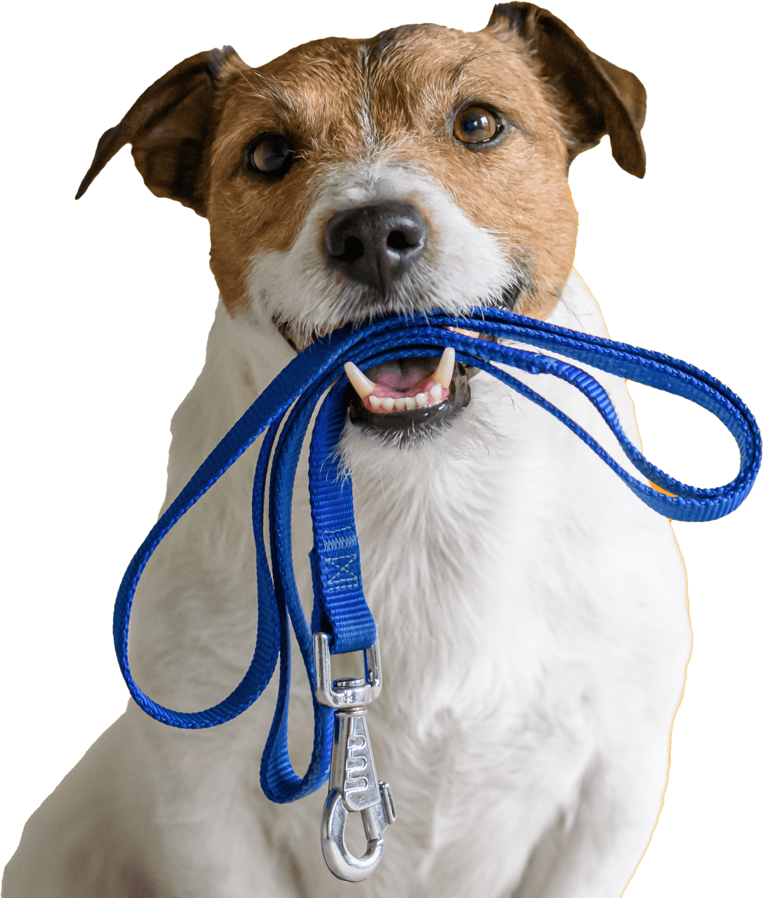 doggy doggy home dubai