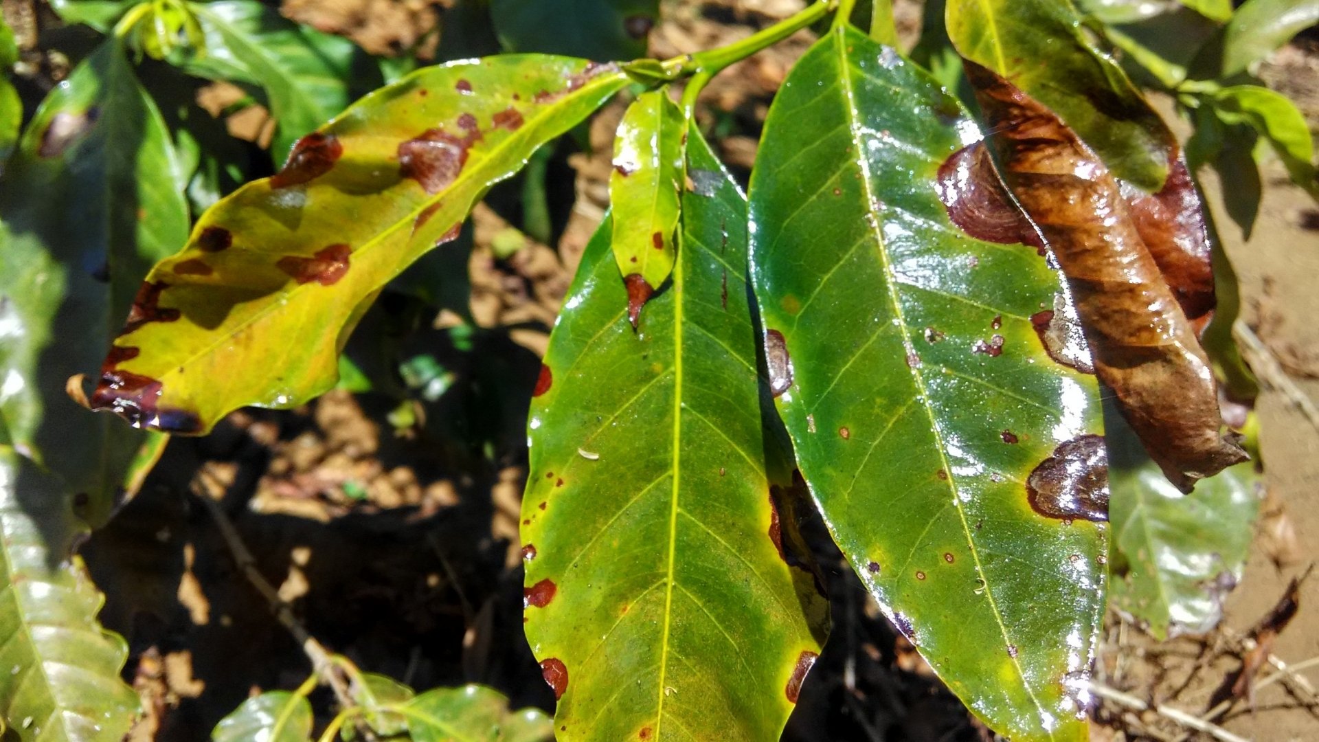 Black Rust (Stem Rust)