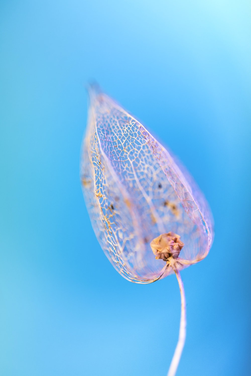 Flor Azul