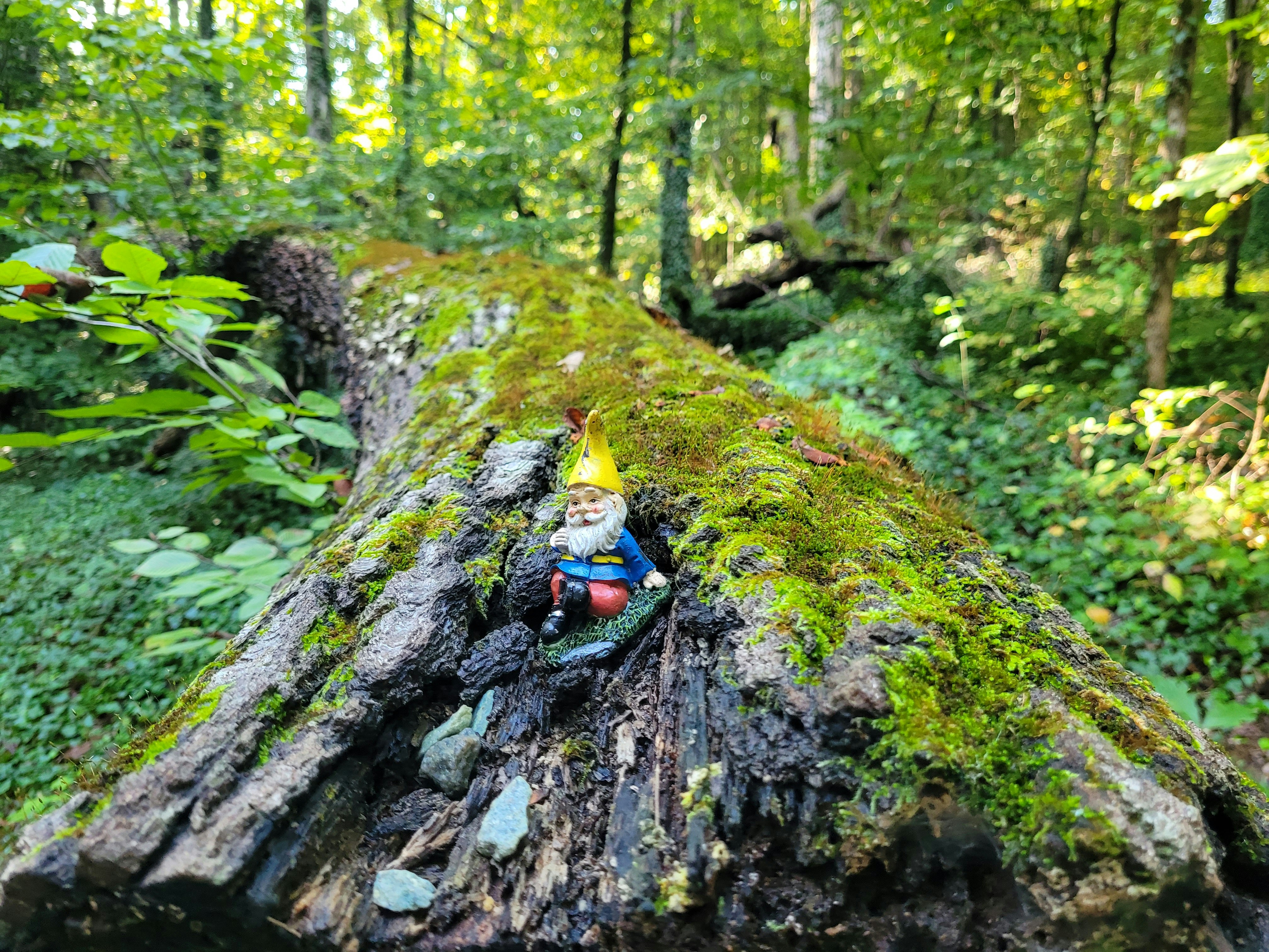 A moss covered log in the middle of a forest