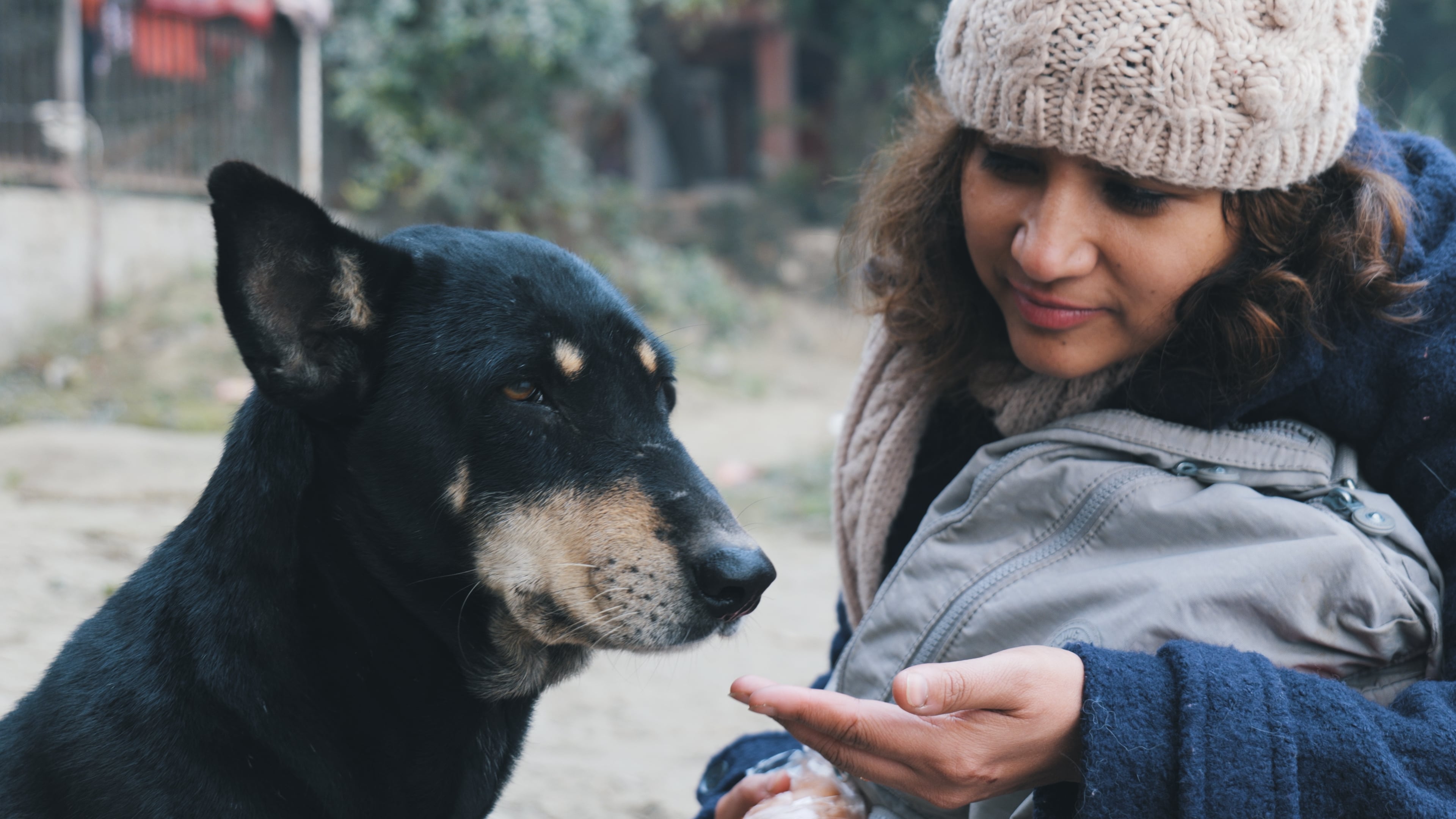 A close-up shot of a woman's hand reaching out towards a beautiful black dog, who seems distracted and is looking away into the distance.