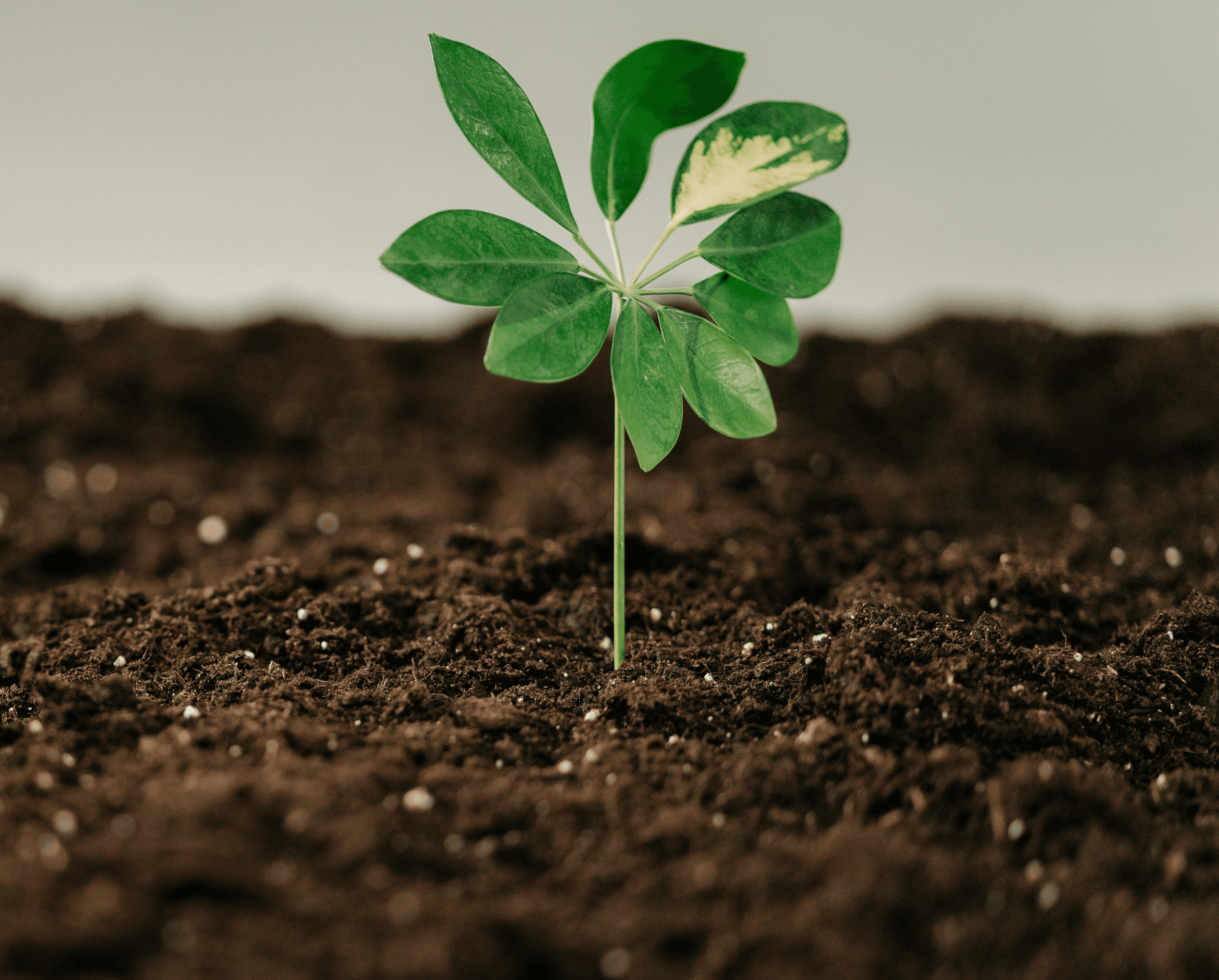 Image of a seedling