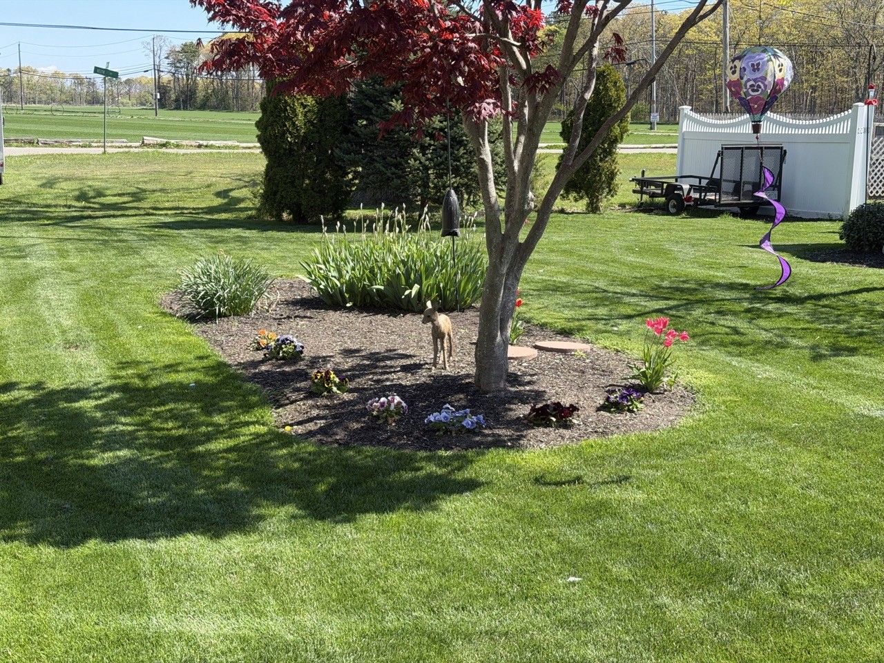 Specimen tree on a lawn in autumn