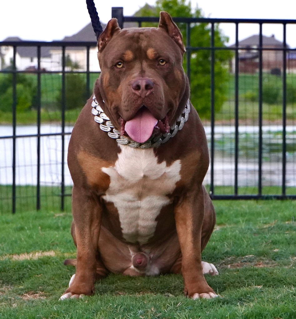 How Big Does an XL Bully Get? Size, Weight, and Growth Guide My