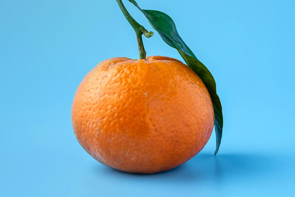 Fruit Series Orange: original mandarin photograph on blue background, source image for illustration