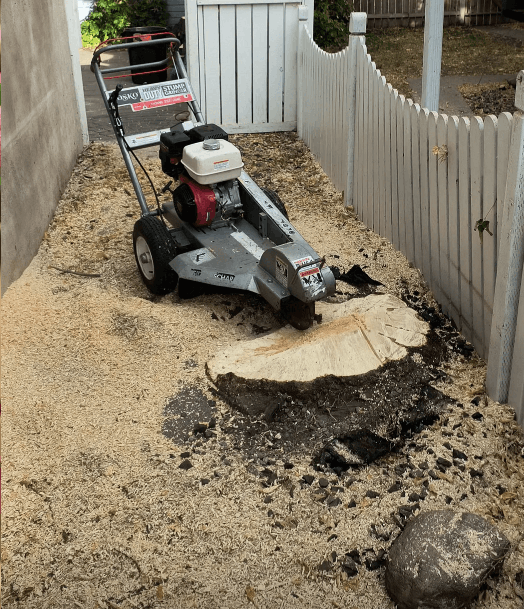 A well pruned apple tree in bloom in front of a blue house