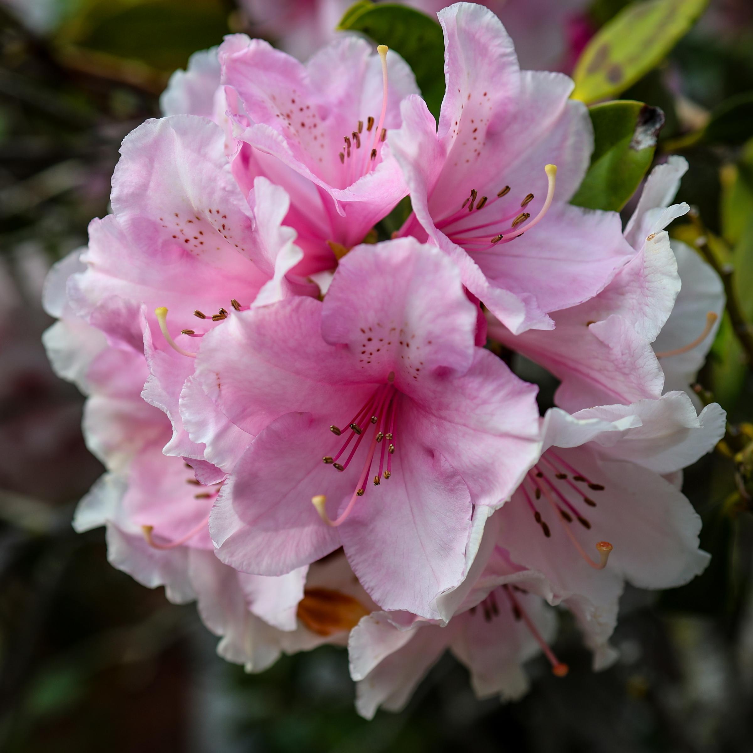 Rhododendron